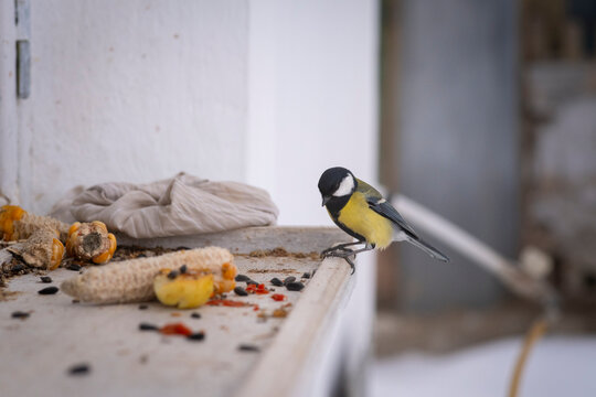 Great tit bird perched on a wooden windowsill while feeding on seeds