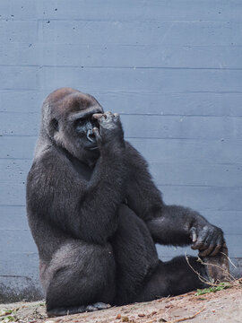Thoughtful gaze of a western gorilla in portrait