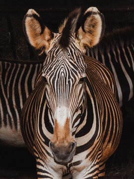 Close-up portrait of a zebra showcasing unique stripes