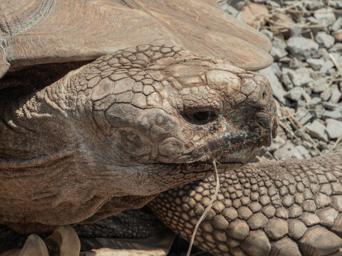 African spurred tortoise portrait with detailed features