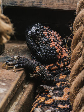Close-up of a Gila monster resting in captivity