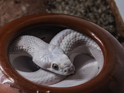 Albino python in a terracotta bowl