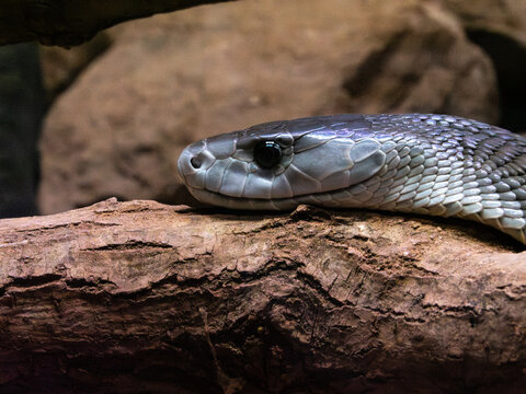 Closeup portrait of a black mamba on a branch