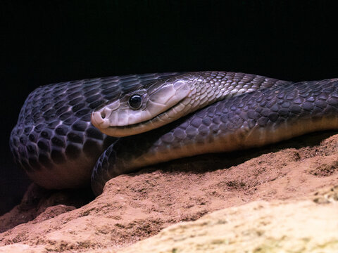 King cobra portrait with detailed scales and alert gaze