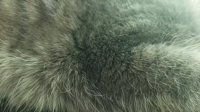 texture of fur, cat fur , kitten fur