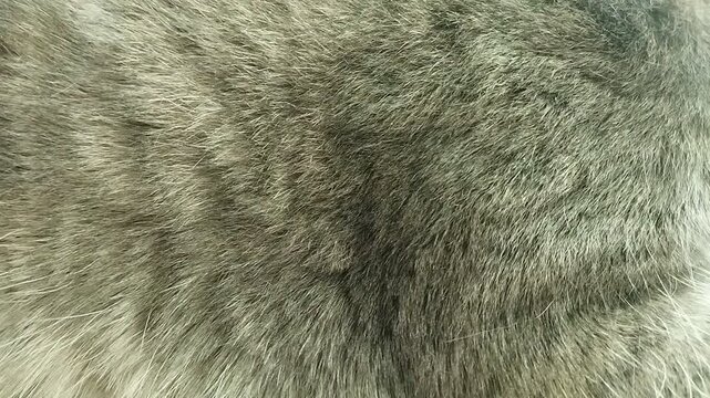 fox fur texture,Macro shot of soft grey cat fur texture, showcasing natural animal hair details and cozy tactile feel.