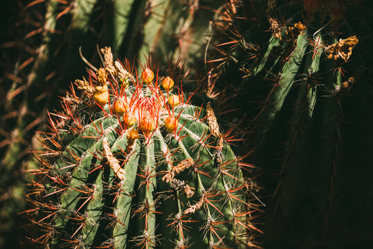 Close up of cactus plant with red spines and flowers