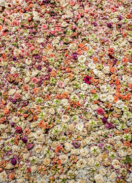 Elegant array of colorful rose petals background