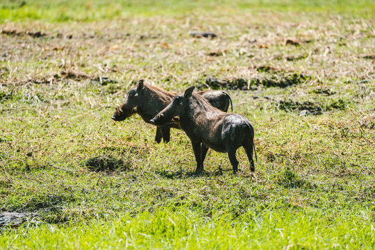 Warthogs in Mahango National Park grassland