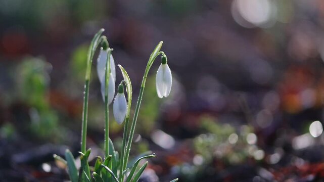 close-up dew on delicate snowdrops in the morning sun, snowdrop blossoms still closed, bokeh in the background,  white early bloomers, Galanthus