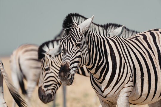 Zebras in Etosha Park during a safari in Namibia