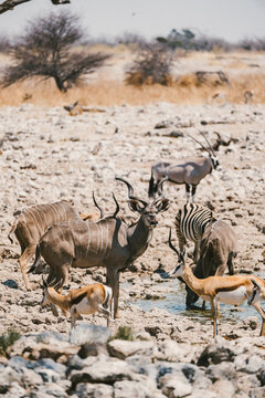 Wildlife at Etosha Park waterhole in Namibia