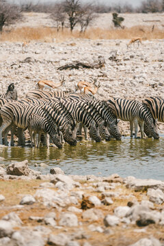 Zebras drinking at waterhole in Etosha Park, Namibia