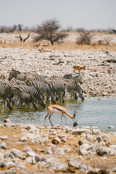 Zebras drinking at waterhole in Etosha Park, Namibia