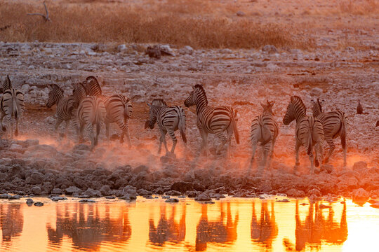 Zebras at sunset in Etosha National Park, Namibia