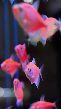 Vivid aquatic display. Colorful fish exhibit lively movement. Neon fish swiftly swim in vibrant aquatic scenes. Brightly colored fish perform energetic dances beneath water surface