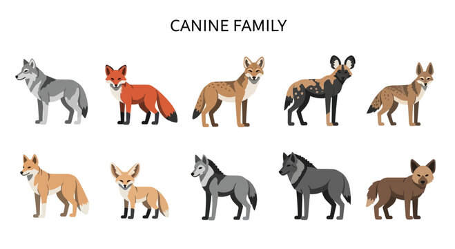 Illustrations of ten different canine family members on a white background