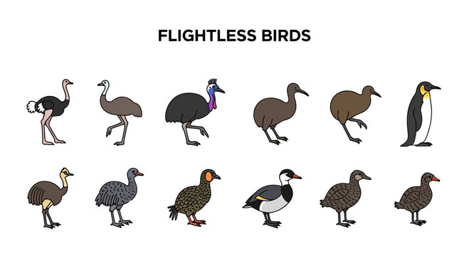 Illustration displaying twelve different species of flightless birds