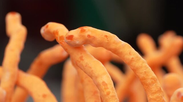 Extreme macro zoom in on orange Cordyceps mushroom tips on black background