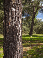 Obraz premium Árbol en un bosque