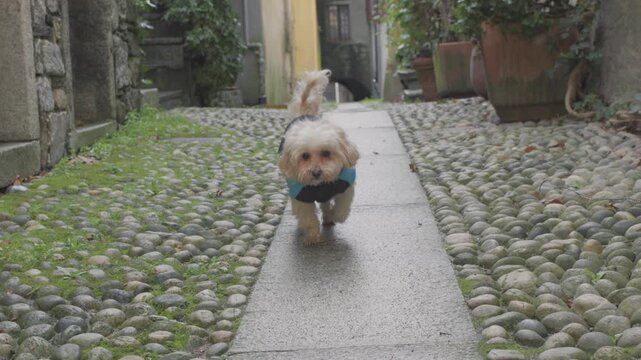 Small Maltipoo dog walking toward the camera along a cobblestone path in a charming village alley.