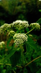 Cluster of small green buds grow tightly together on a tall stem
