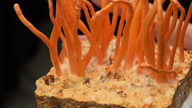 Macro of hand picking orange Cordyceps mushroom from base on black background