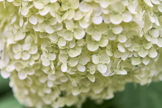 Close-up of pale green hydrangea flower cluster in natural daylight