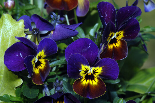 Garten-Stiefm&uuml;tterchen,  Viola-Wittrociana-Hybriden