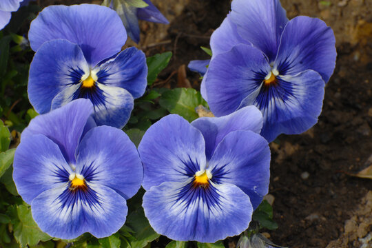 Garten-Stiefm&uuml;tterchen,  Viola-Wittrociana-Hybriden