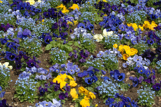 Garten-Stiefm&uuml;tterchen,  Viola-Wittrociana-Hybriden