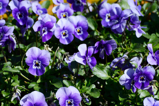 Garten-Stiefm&uuml;tterchen,  Viola-Wittrociana-Hybriden