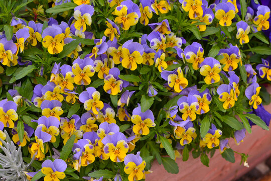 Hornveilchen-Hybride,  Viola cornuta 'Jackanapes