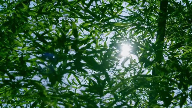 風に揺れる竹の葉