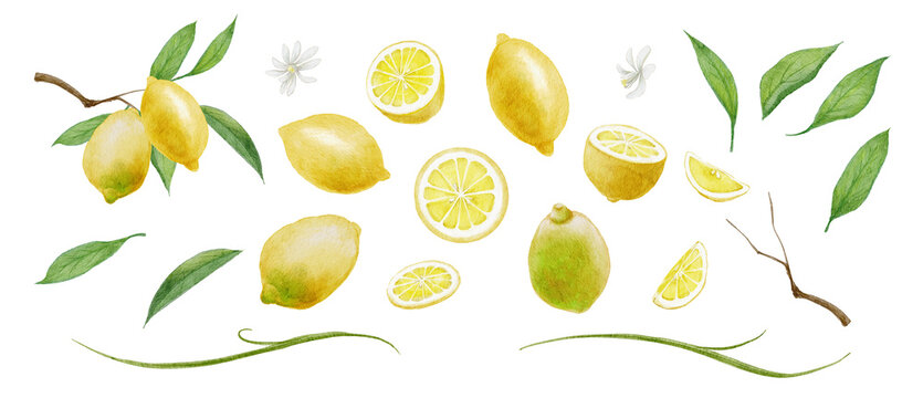 Watercolor lemon fruit set, hand-painted fresh yellow citruses with slices and leaves illustration