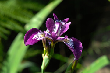 Iris, Garten-Sumpf-Schwertlilie 'Kermesina, Iris versicolor © Peter Oetelshofen