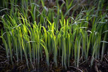 Fototapeta premium Iris, Schwertlilie, Gras-Schwertlilie, Pflaumenduft-Schwertlilie, Iris graminea