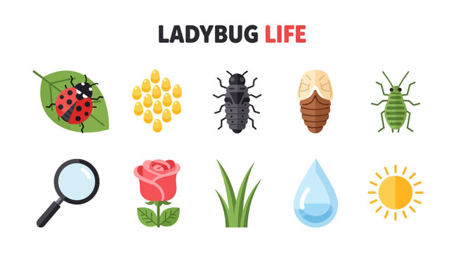 Illustration showing ladybug life stages associated items and environmental factors