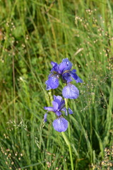 Schwertlilie, Sibirische,  Iris sibirica