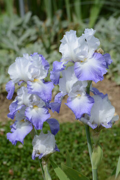 Iris, Hohe Schwertlilie, Alize, Iris x barbata-elatior, Alizes