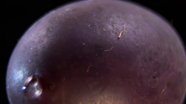 Extreme close-up of ripe dark Olive (Olea europaea) with liquid drop, surface tension on the waxy cuticle, premium oil extraction visual.