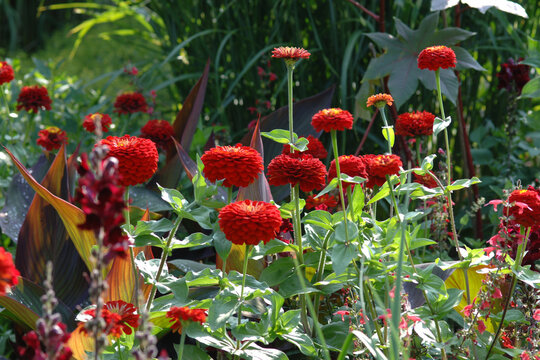 Zinnie, Zinnia elegans, Columbus Scarlet