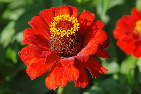 Zinnie,  Zinnia elegans Jacq., Syn.: Zinnia violacea Cav.
