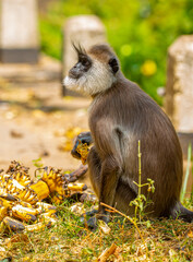 Fototapeta premium A gray langur Hanuman sits on the ground and eats bananas. Monkeys in the wild jungles of Sri Lanka. A wildlife scene featuring wild animals.