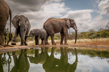 African bush elephant family along waterhole with reflection in Greater Kruger National park, South Africa   Specie Loxodonta africana family of Elephantidae © PACO COMO