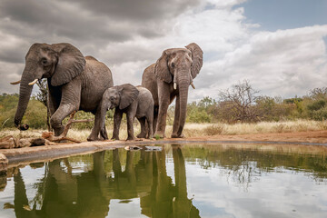 African bush elephant family along waterhole with reflection in Greater Kruger National park, South Africa   Specie Loxodonta africana family of Elephantidae © PACO COMO