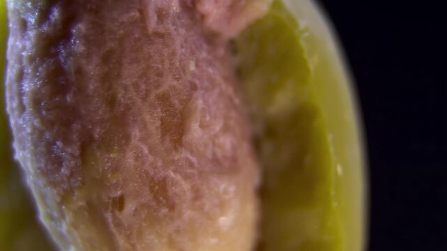 Macro of green Olive (Olea europaea) with exposed textured pit (stone), botanical anatomy of the drupe core, 360 rotating