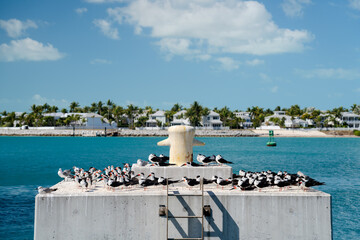 Ptaki o ciekawych dziobach © Tomasz