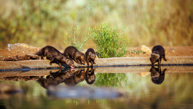 Four Common dwarf mongooses drinking front view in waterhole with reflection in Greater Kruger National park, South Africa ; Specie Helogale parvula family of Herpestidae