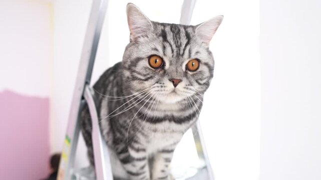 Scottish Fold cat looking at camera, beautiful cat, pet world